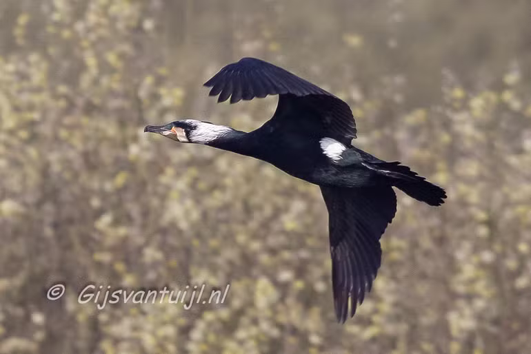 Aalscholver Lo